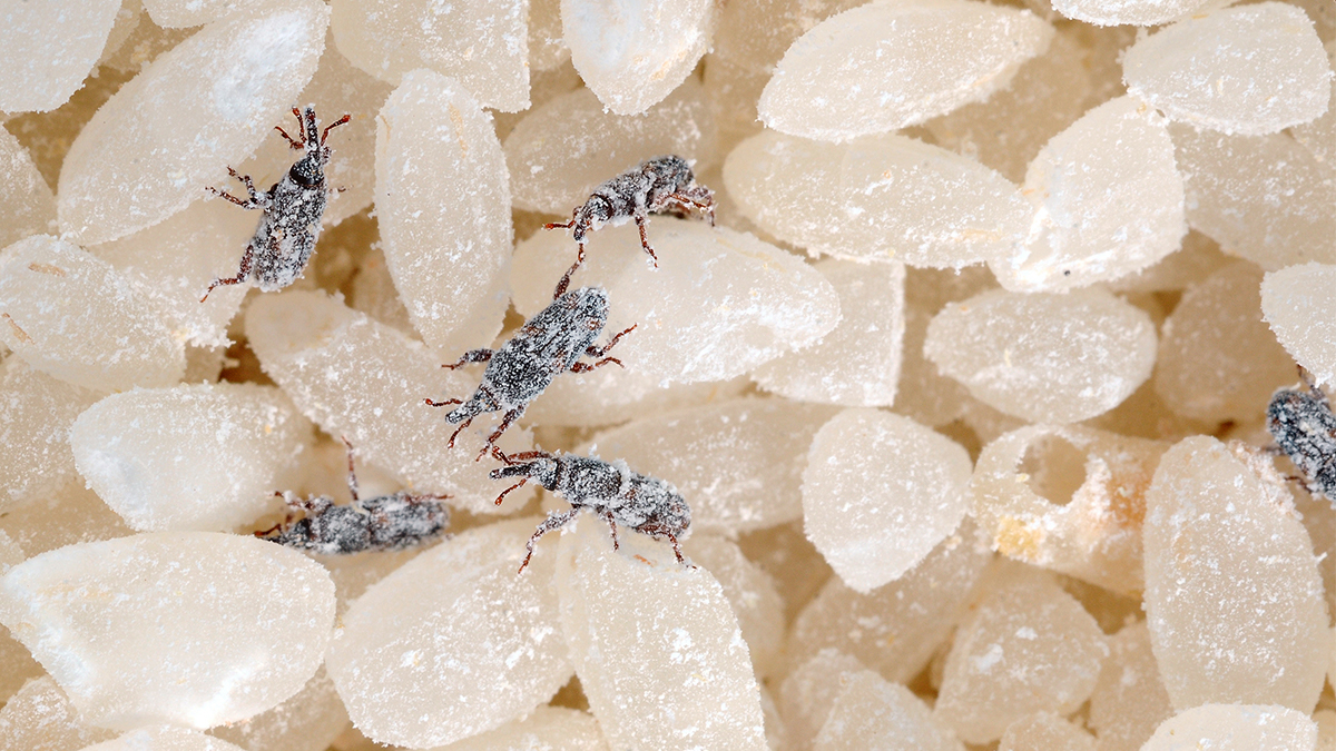 Home stored product entomology, the study of insects which infest food products stored at home, deals with the prevention, detection and eradication of SPIs.